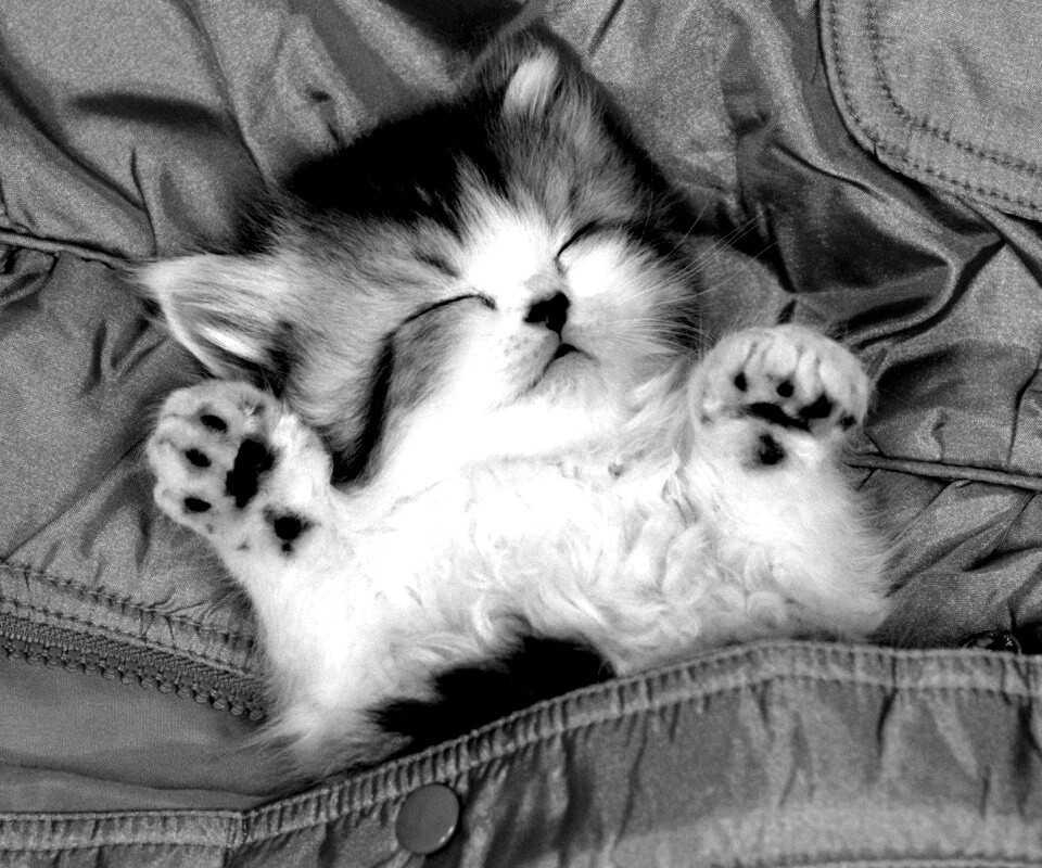 Котенок на розовой куртке обои