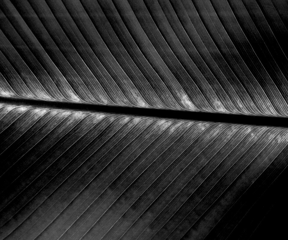 Пальмовый лист на солнце обои