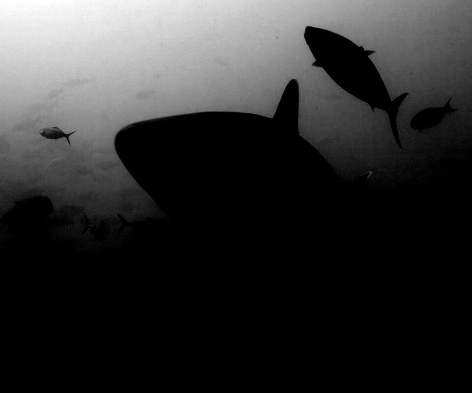 Акула обои
