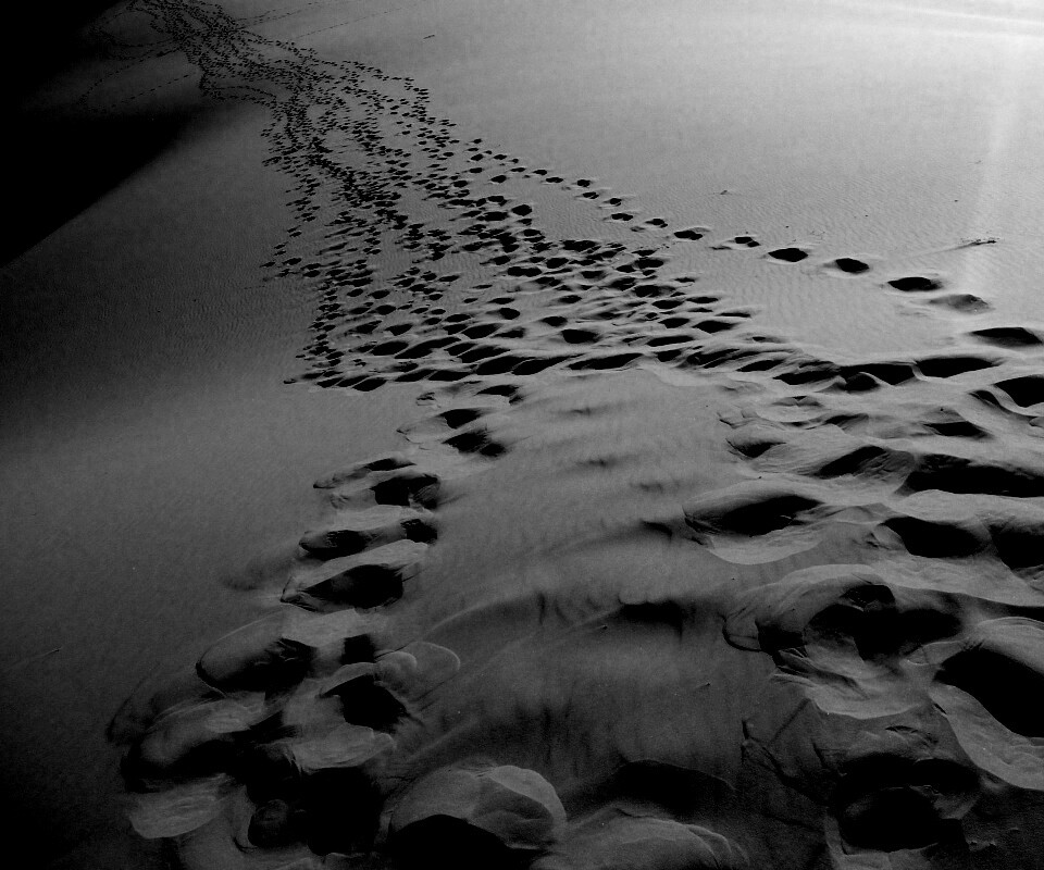 Следы в пустыне обои