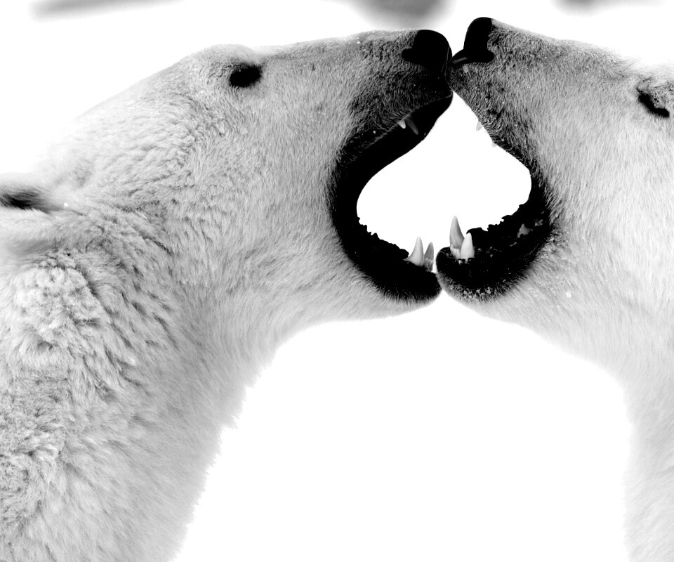 Полярные медведи обои