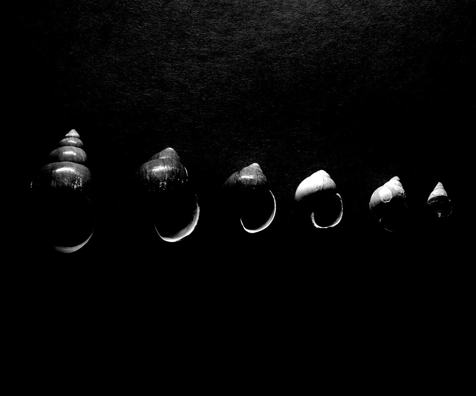 Раковины обои