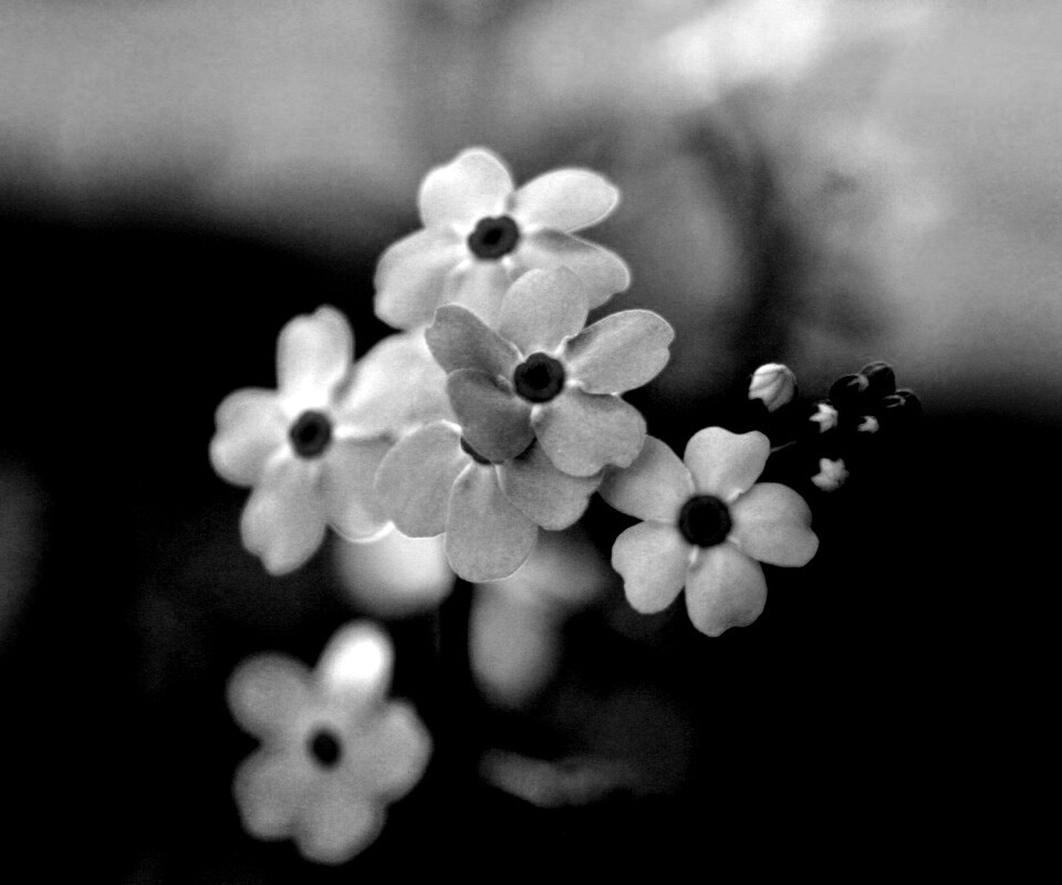 Обои цветов обои