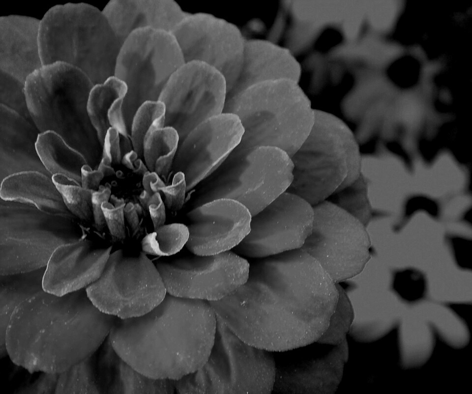 Красный цветок обои