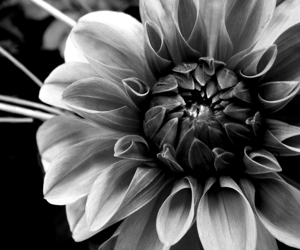 Аленький цветочек обои