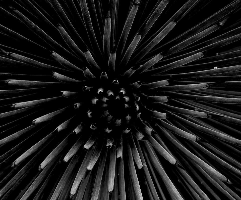 Хищный цветок обои