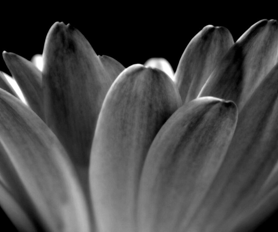 Цветочные лепестки обои