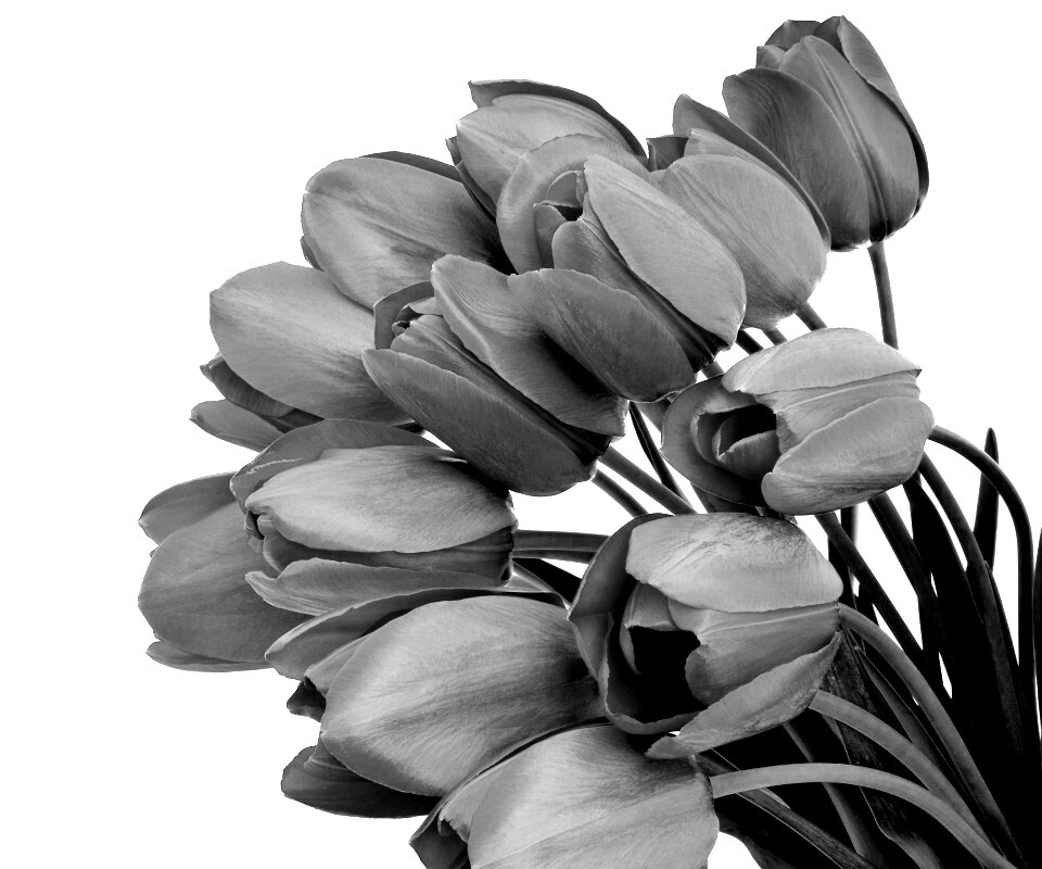 Букет тюльпанов обои