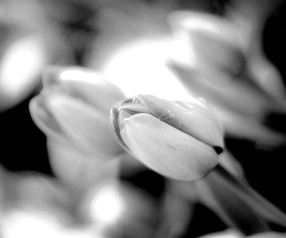 Красивый тюльпан обои