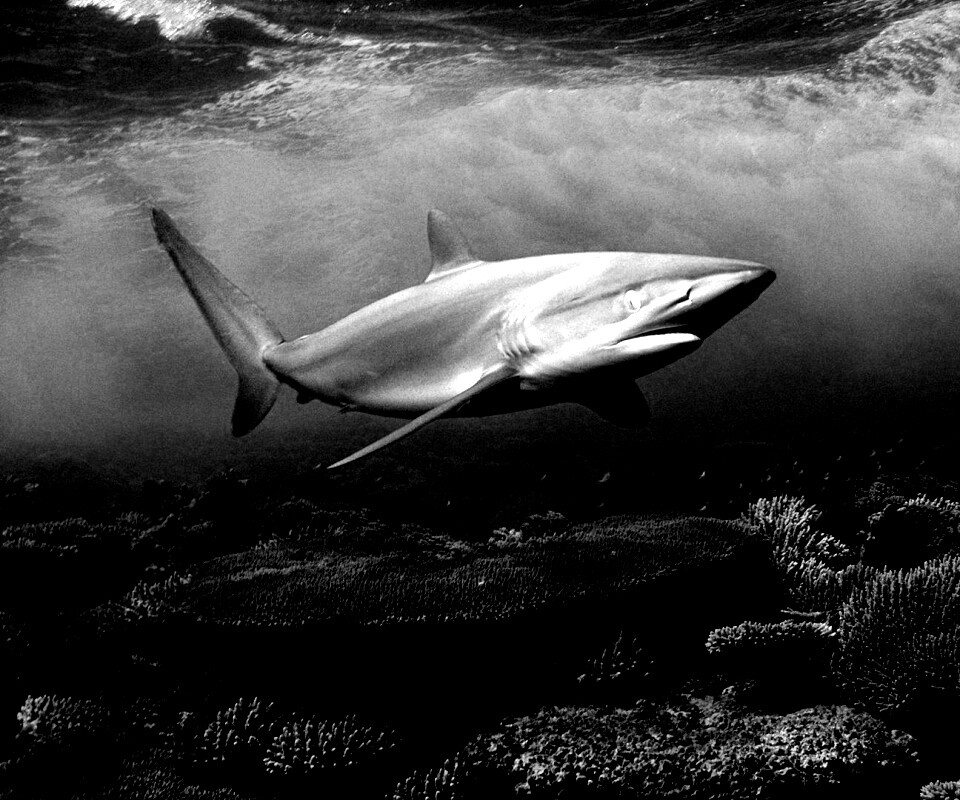 Акула в море обои