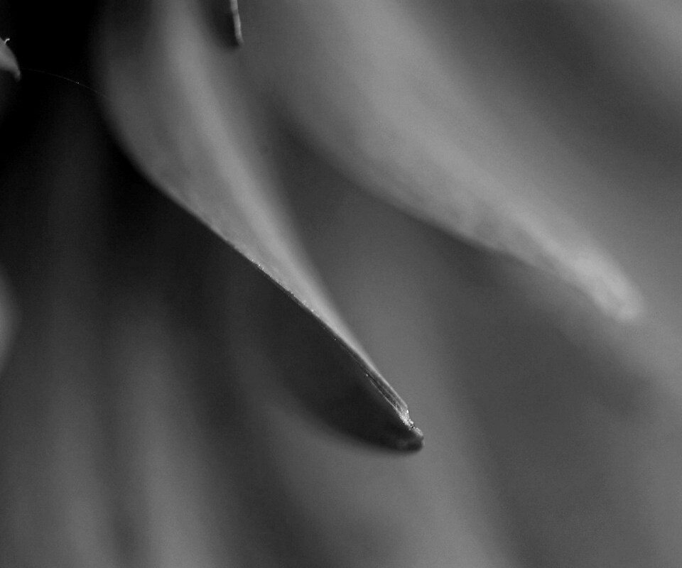 Розовые лепестки обои