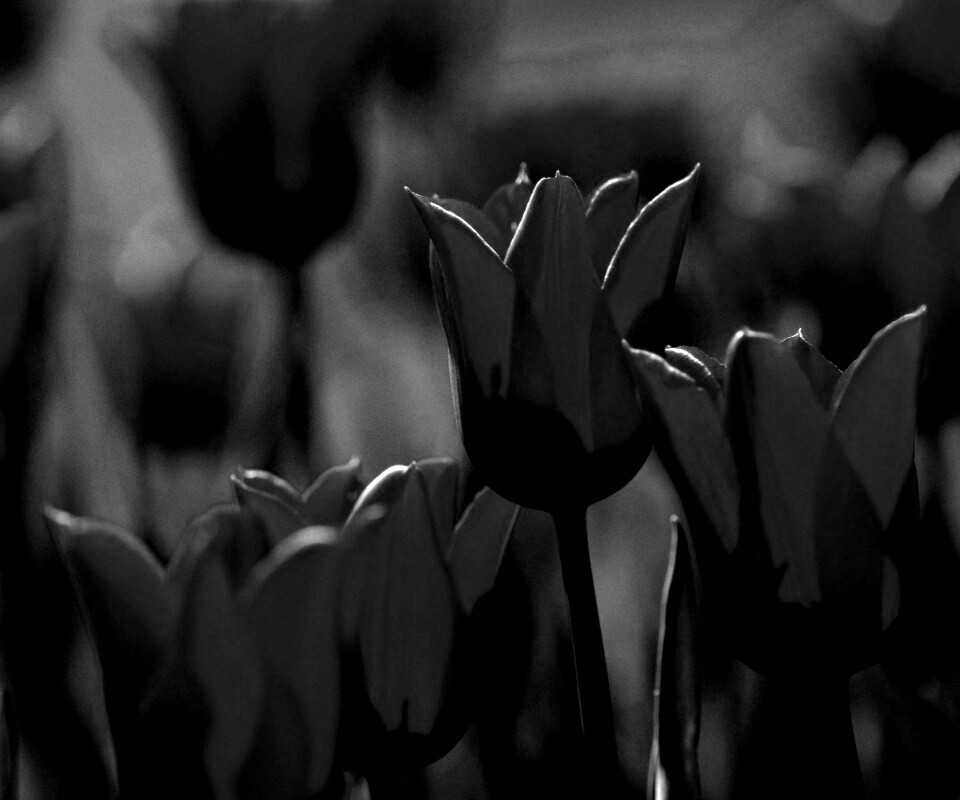 Красные цветы обои