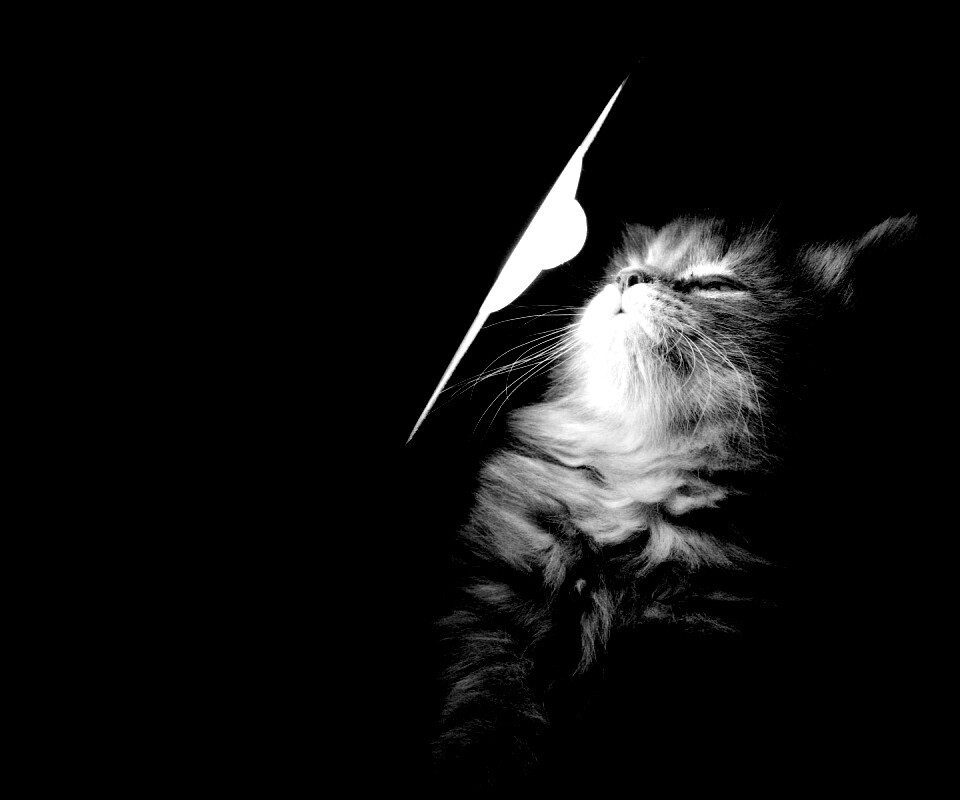 Котя на свету обои