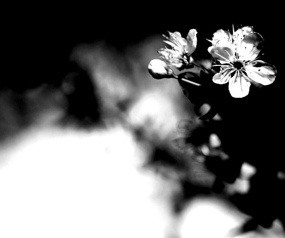 Цветок вишни обои