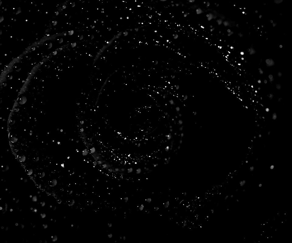 Красная роза обои