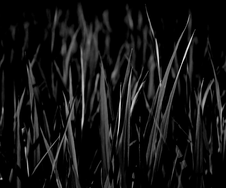 Яркая сочная трава обои