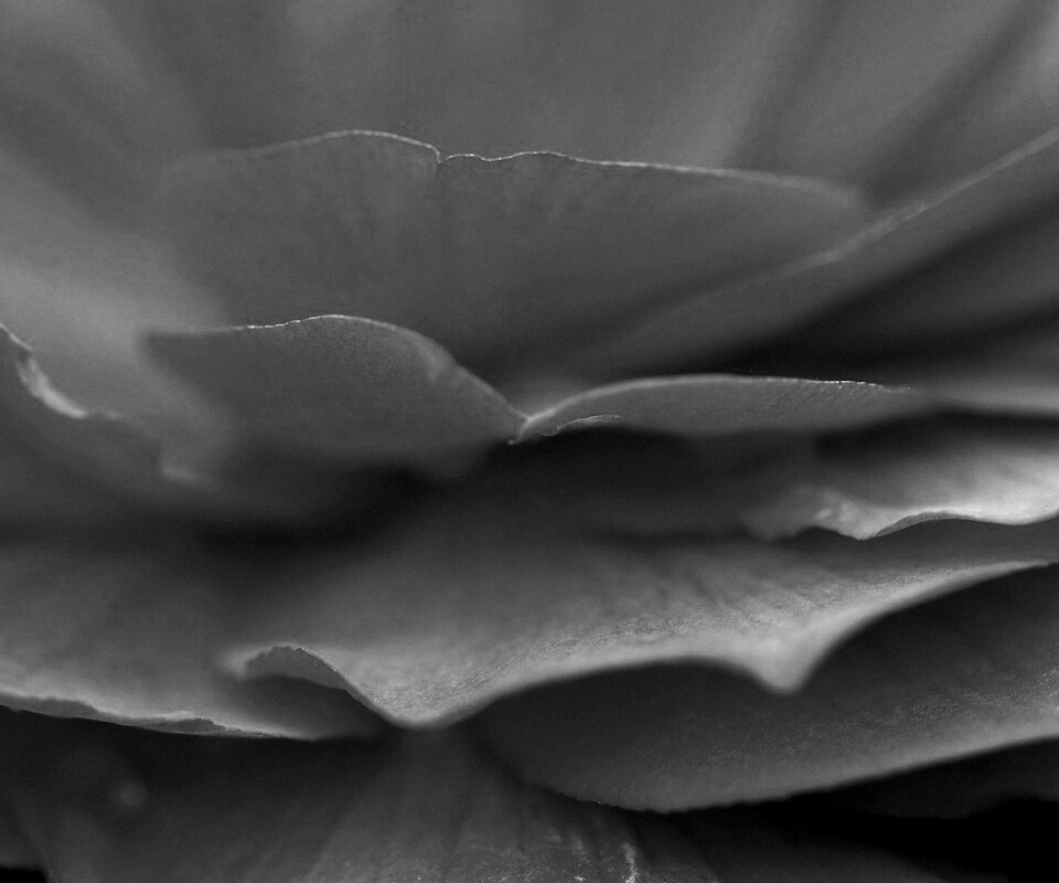 Лепестки красного цветка обои