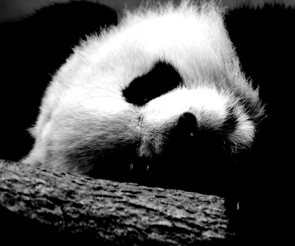 Панда на ветви обои