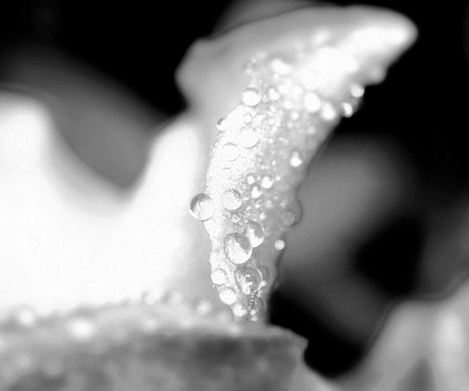 Капли росы на лепестке обои