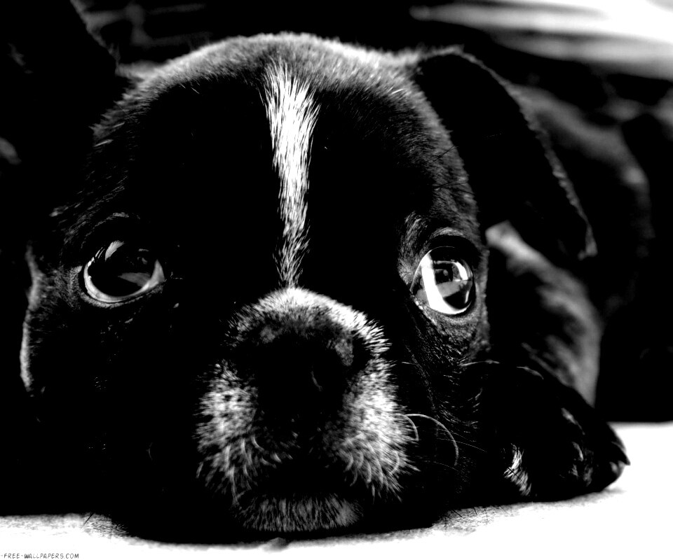 Грустный пёсик обои