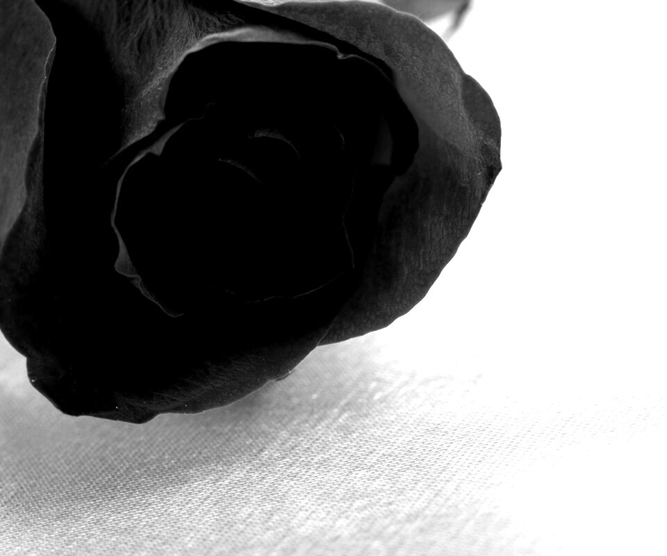 Красная роза обои