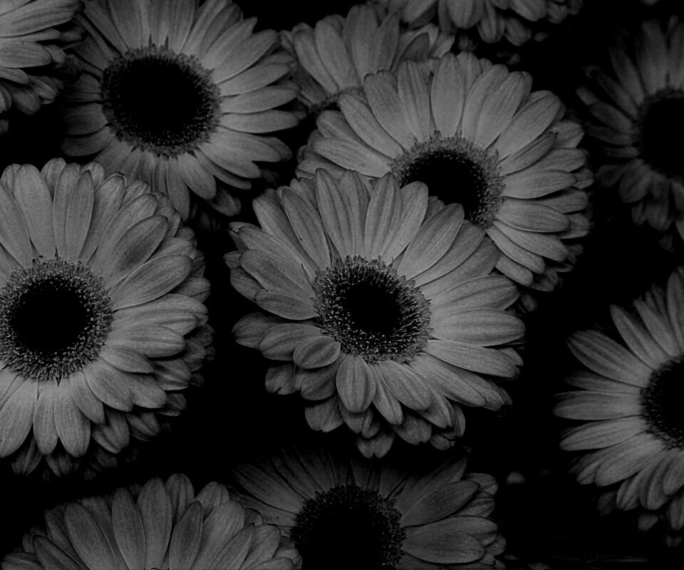 Желтые герберы обои