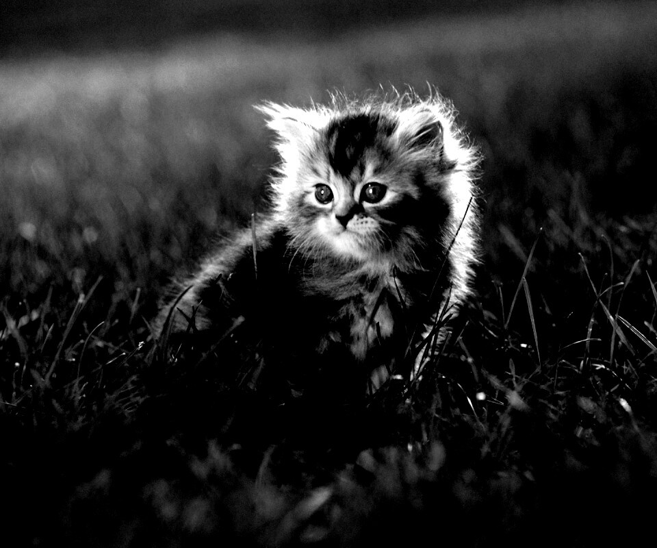 Пушистый котенок в траве обои