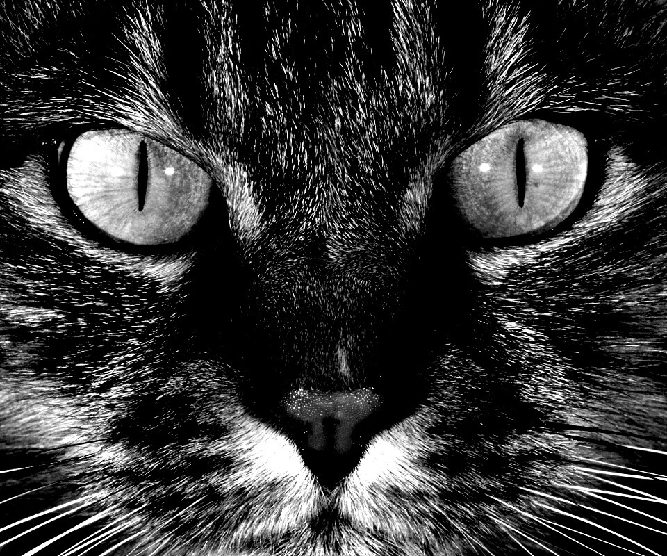 Кошачья морда обои