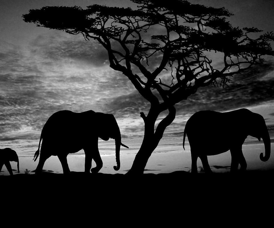 Силуэты слонов обои