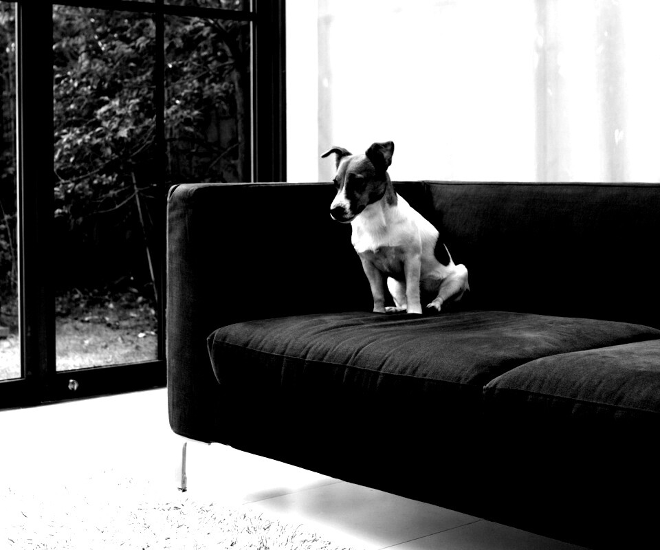 Пес на диване обои