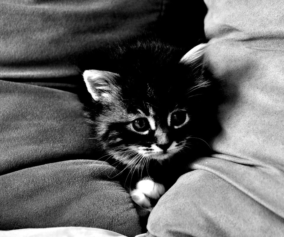 Котенок в подушках обои