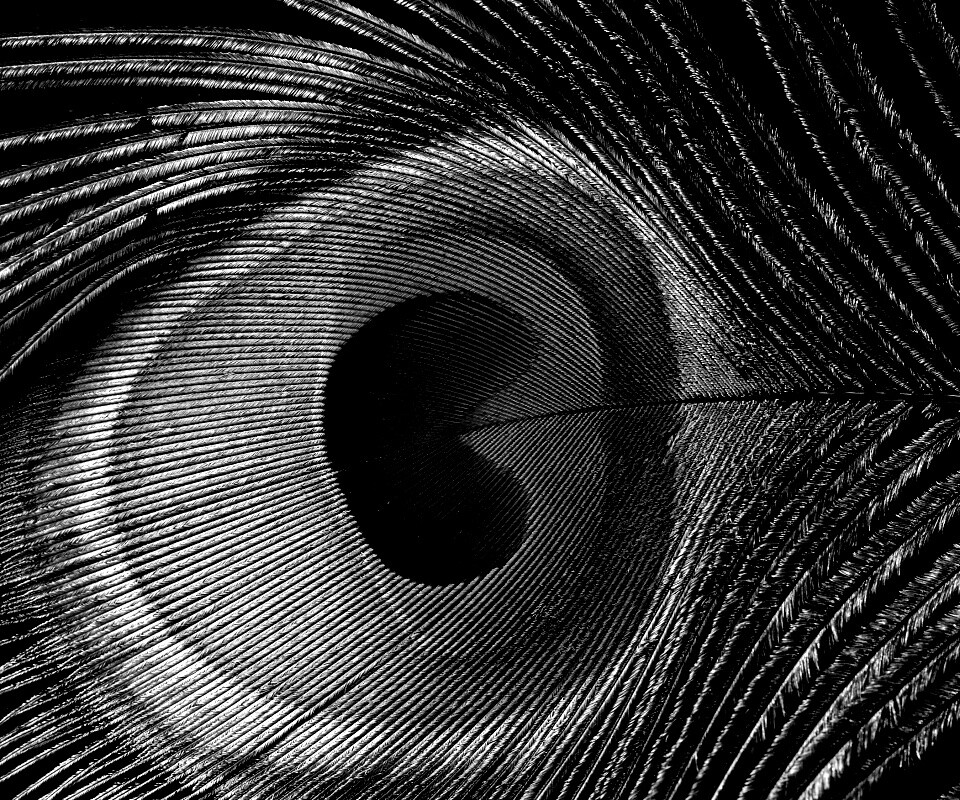 Перо павлина обои