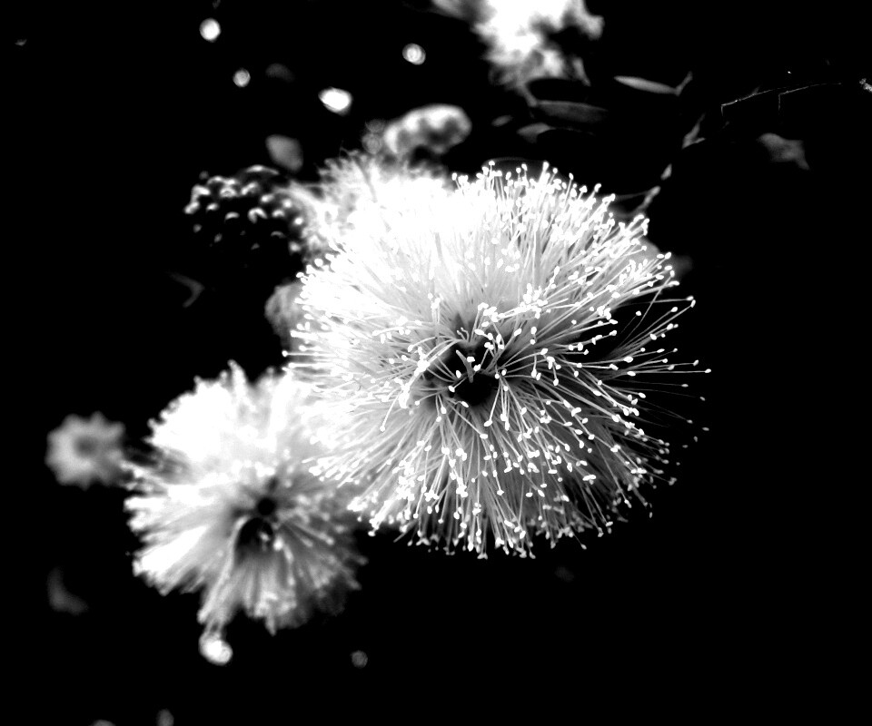 Сказочный цветок обои