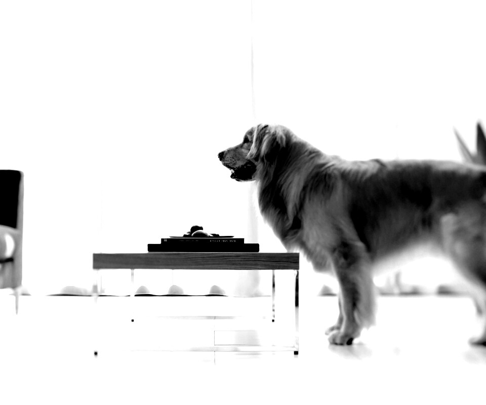 Лабрадор Ретривер обои