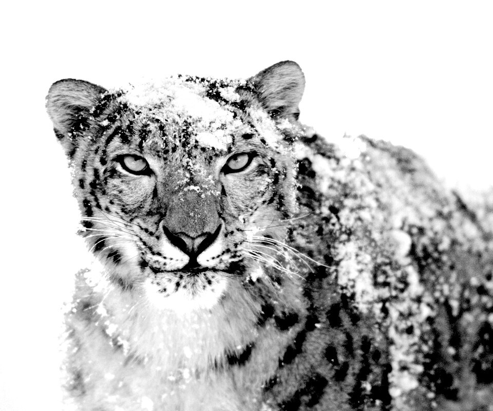 Снежный леопард обои