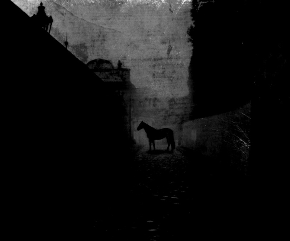 Лошадь в тумане обои