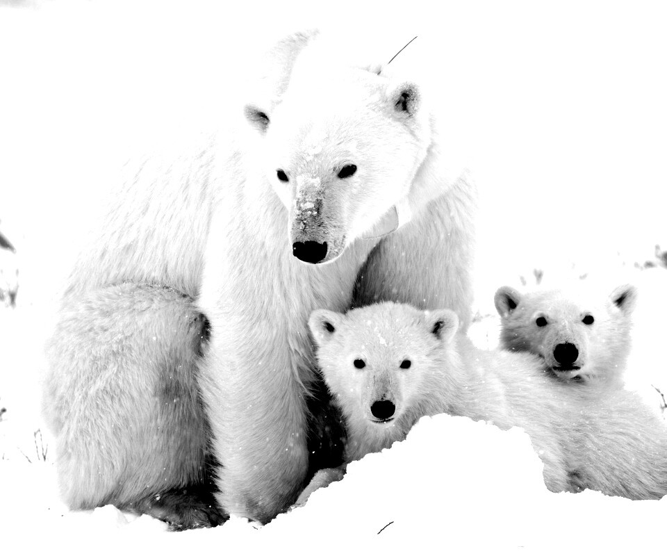 Белые медведи обои