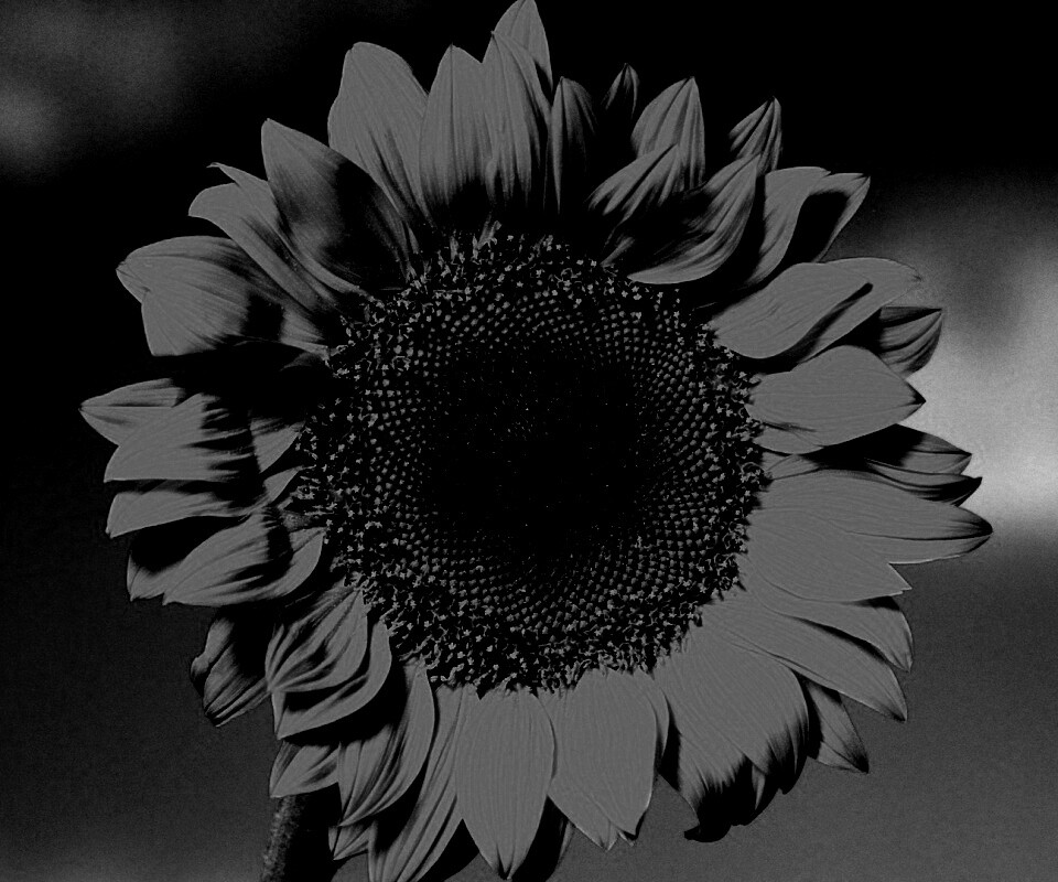 Солнечный цветок обои