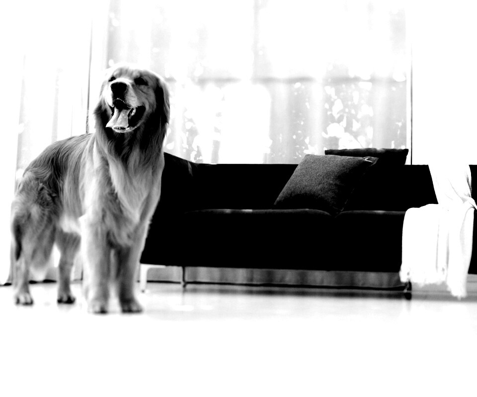 Собачка обои