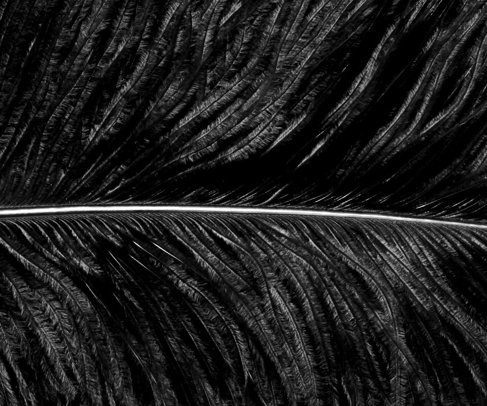 Перо попугая обои