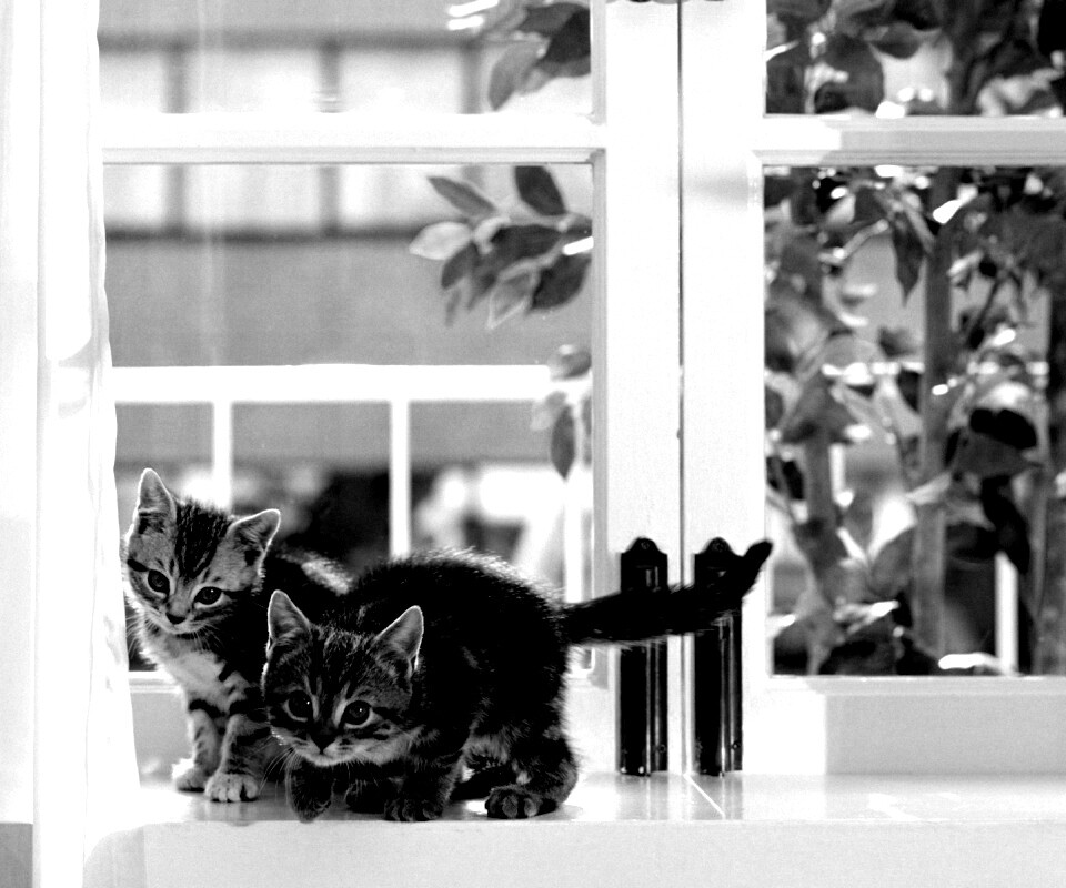 Милые котята обои