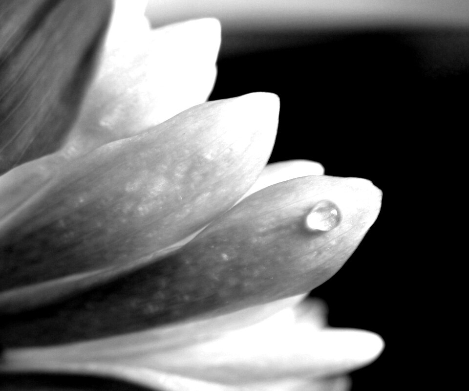 Капля на лепестке обои