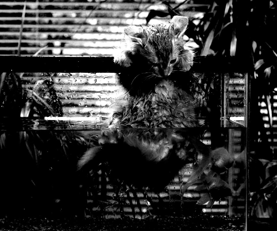 Мокрая киска обои