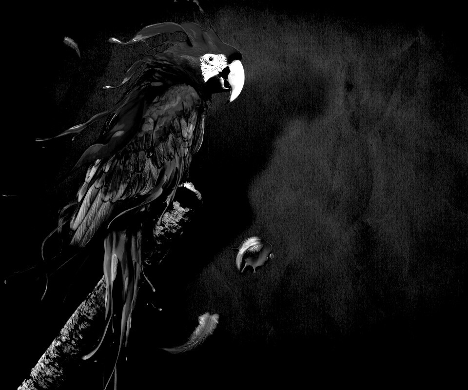 Попугай на ветке обои