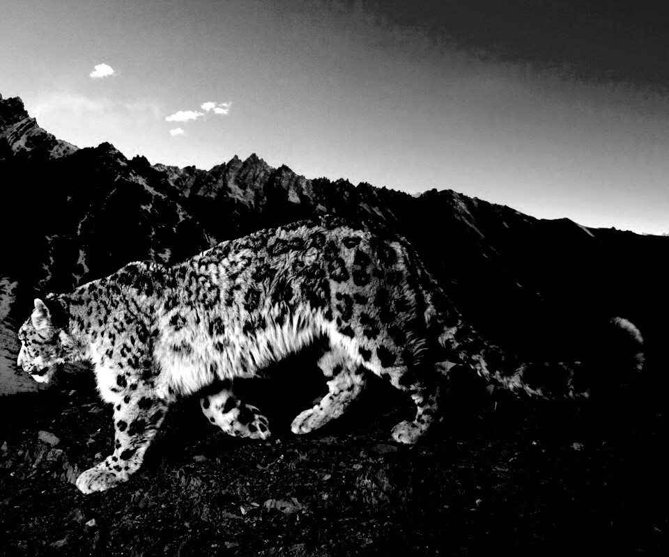 Леопард обои