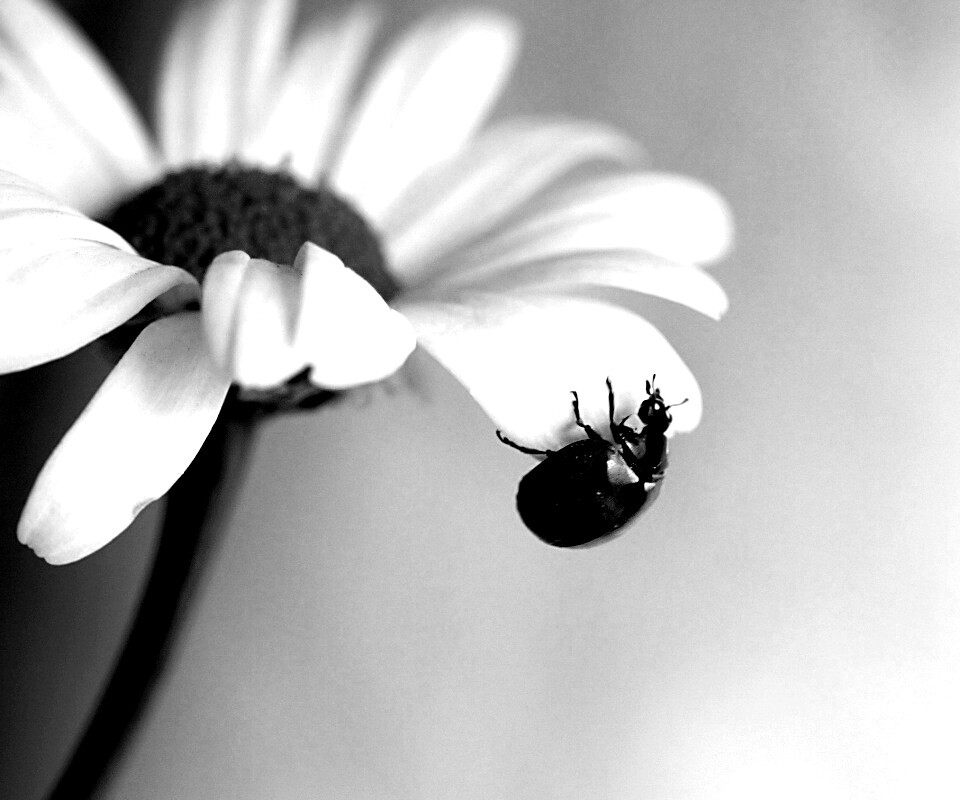 В гости к ромашке обои