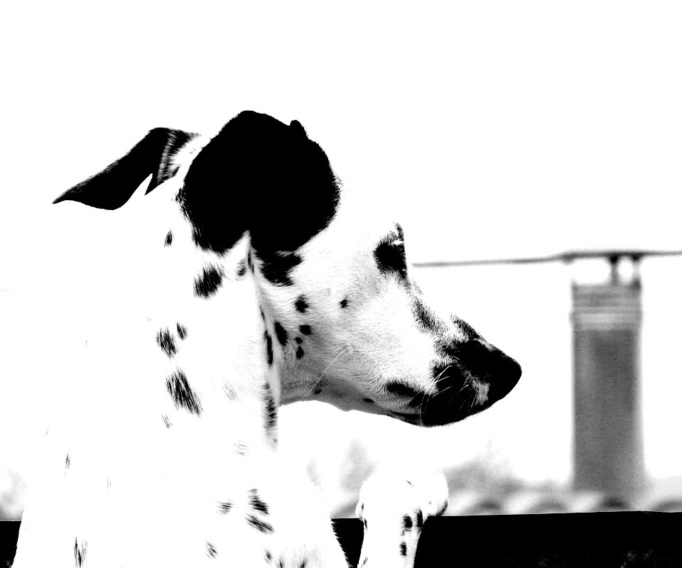 Долматинец смотрит вдаль обои