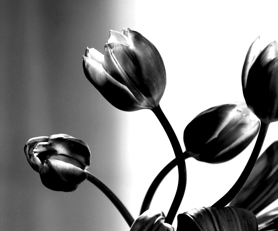 Сиреневые цветы обои