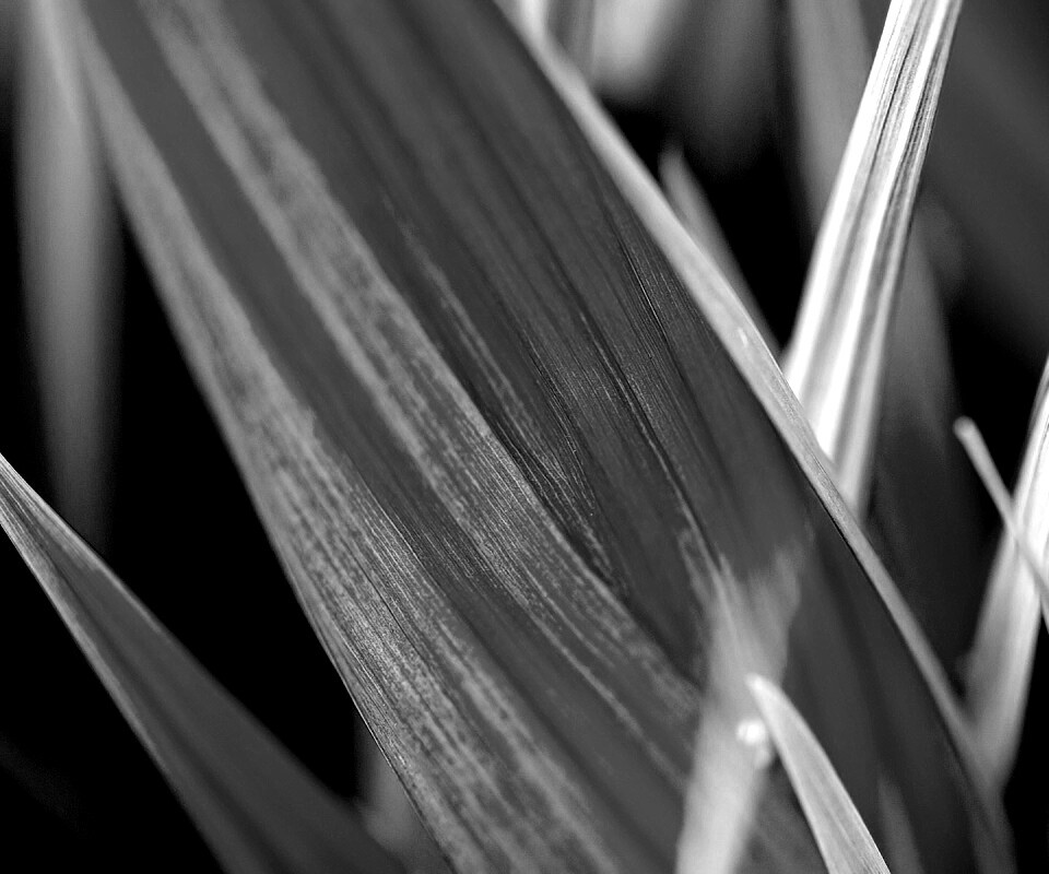 Идеальный кусочек зелени обои