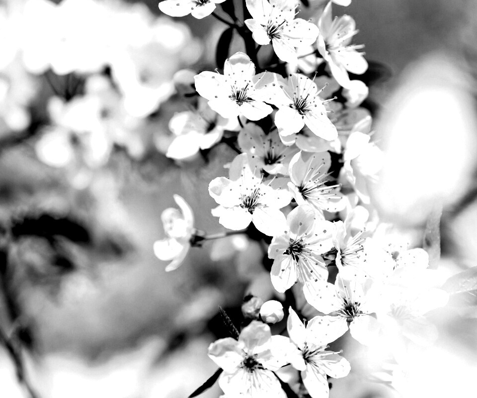 Цветение вишни обои